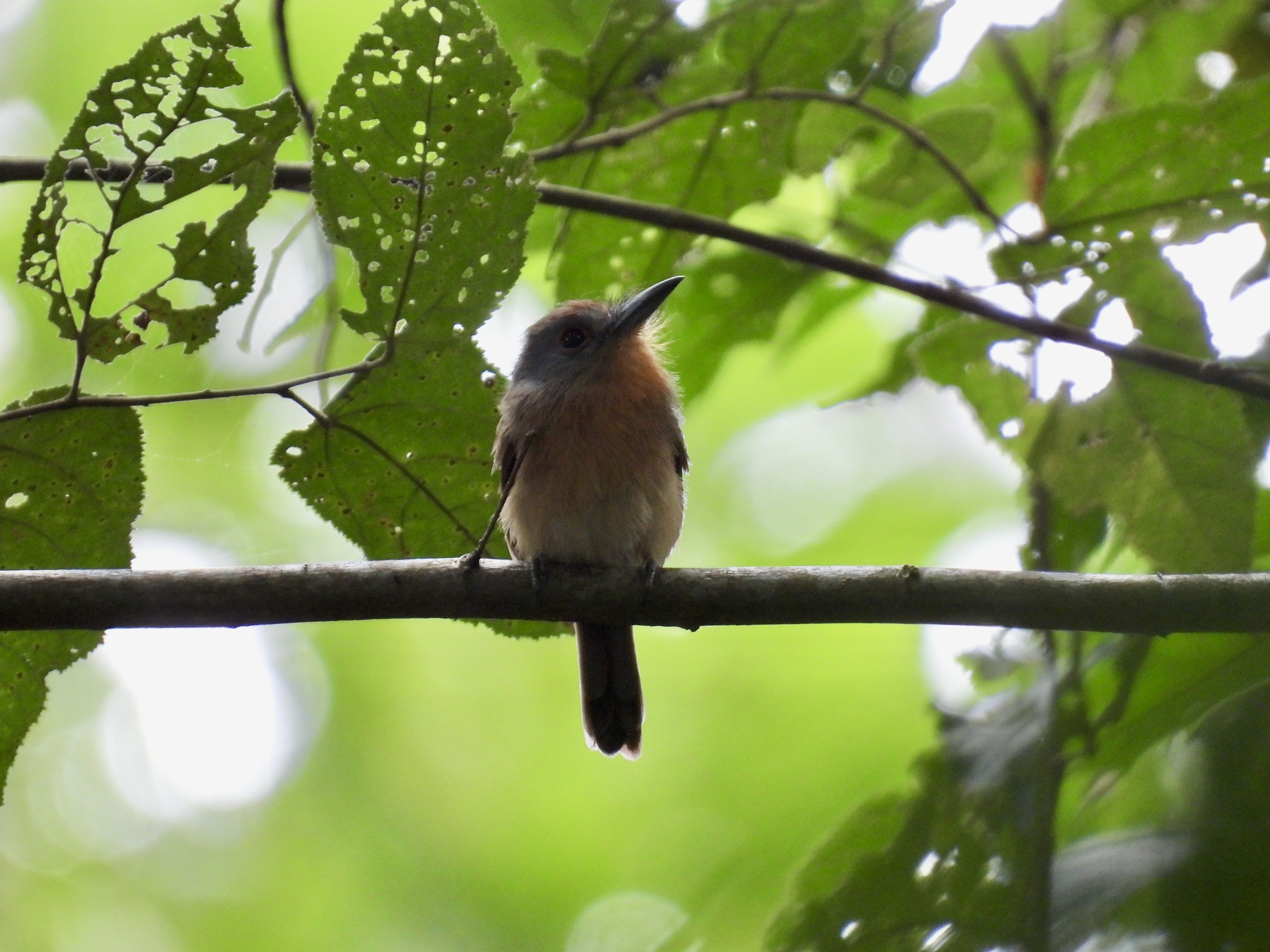 Grey-cheeked Nunlet (Nonnula frontalis), photo 4