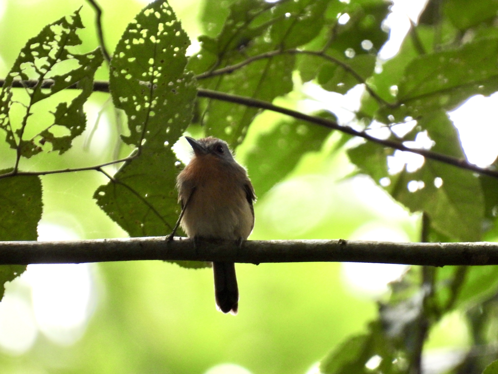 Grey-cheeked Nunlet (Nonnula frontalis), photo 5