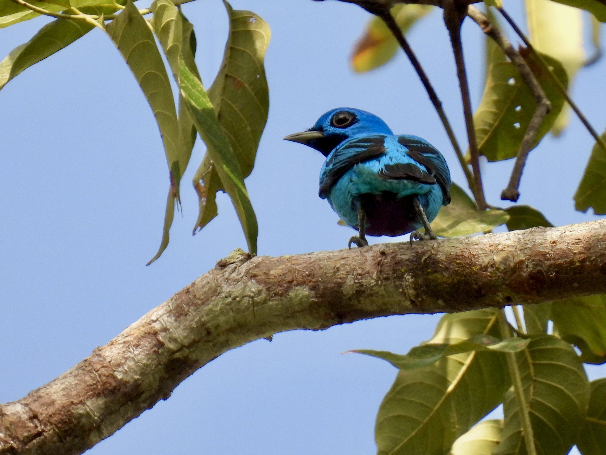 Blue Cotinga (Cotinga nattererii), photo 7