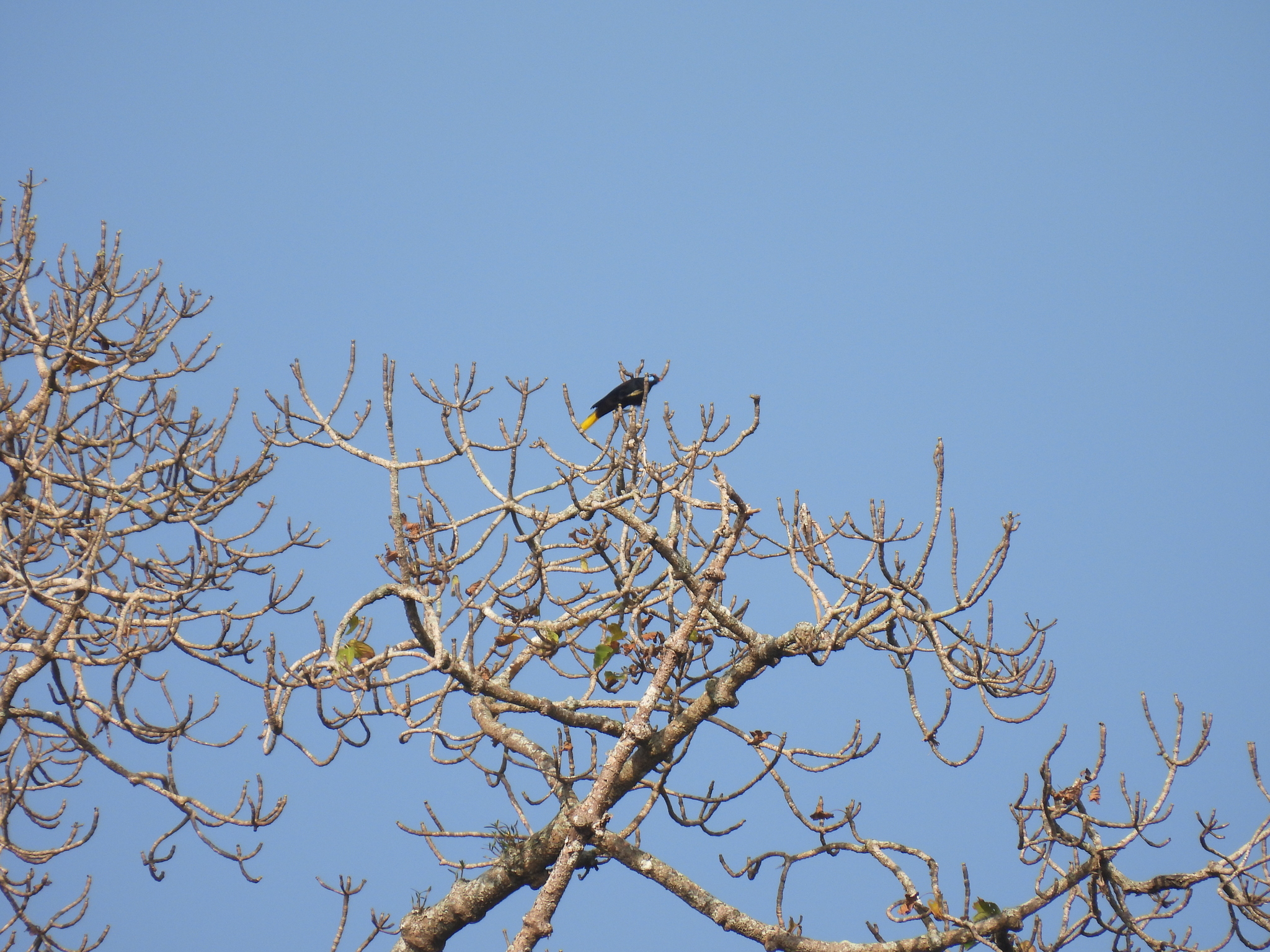 Black Oropendola (Psarocolius guatimozinus), photo 9