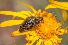 Acmaeodera mudgei