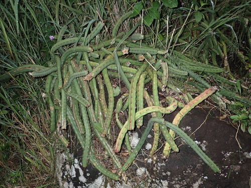 Selenicereus pteranthus