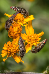 Acmaeodera mudgei