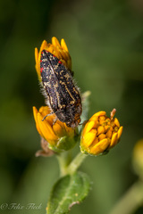 Acmaeodera mudgei