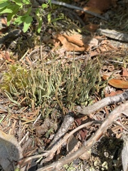 Cladonia cornuta
