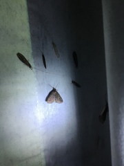 Idia diminuendis