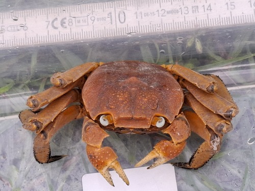 Labuanium rotundatum