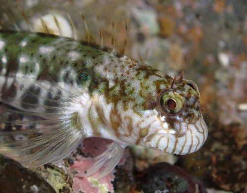 Entomacrodus chiostictus