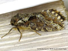 Korscheltellus gracilis