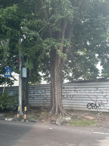 Foto de Amburana