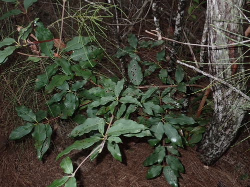 Syncarpia, 2025-02-14