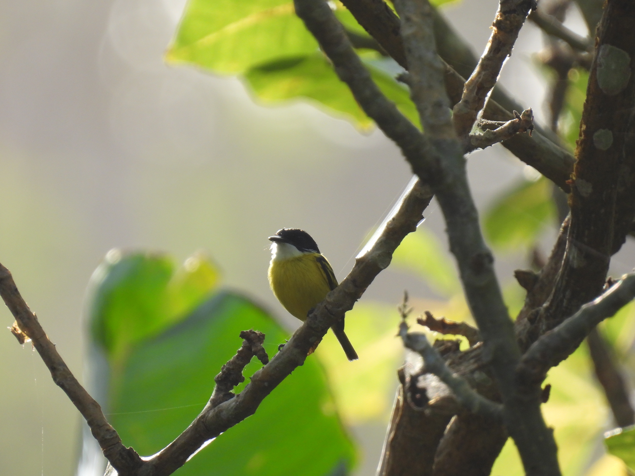 Black-headed Tody-Flycatcher (Todirostrum nigriceps), photo 6