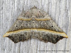 Metanema determinata