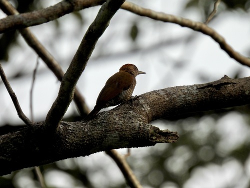 Red-rumped Woodpecker (Veniliornis kirkii), photo 5