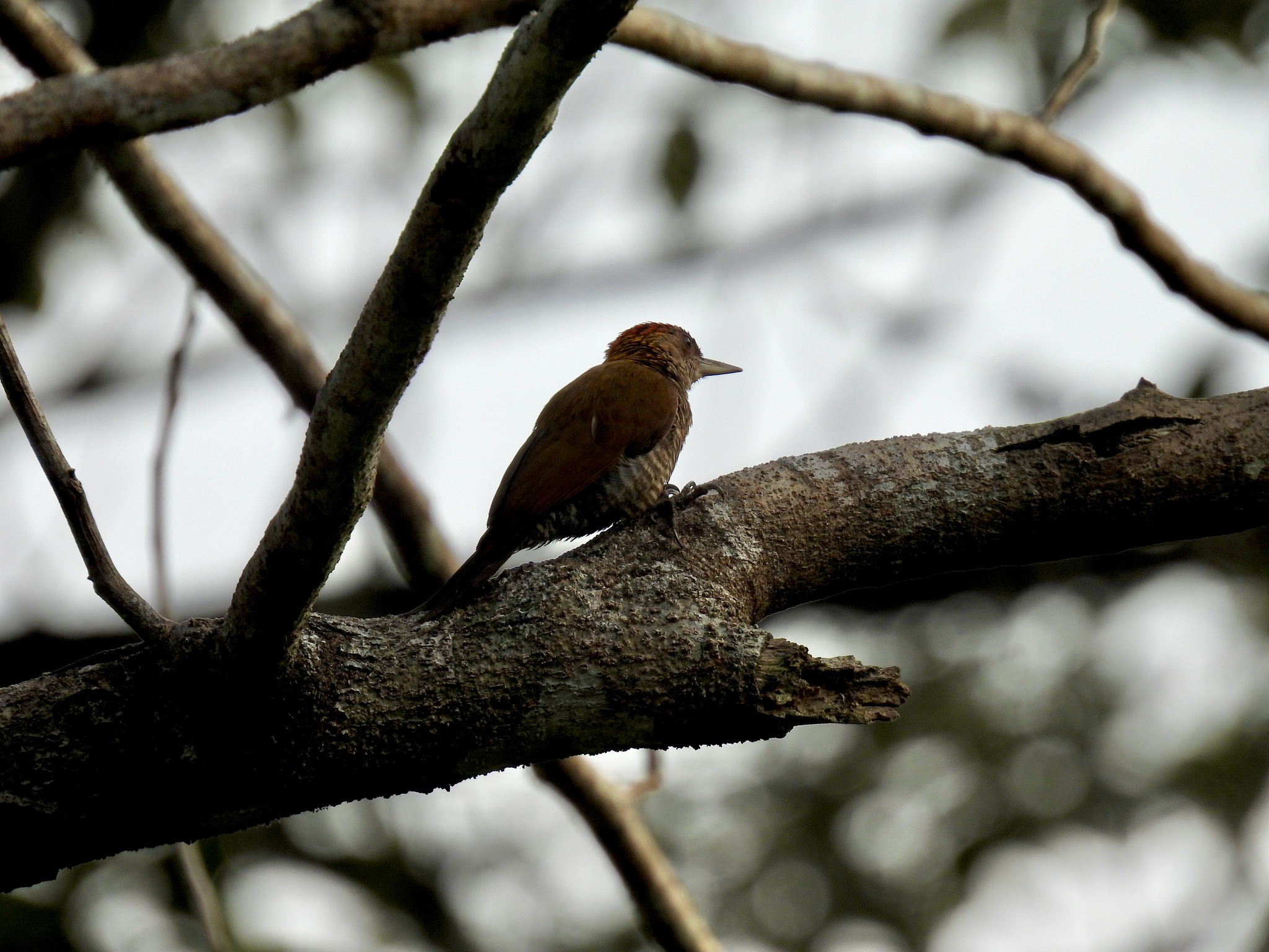 Red-rumped Woodpecker (Veniliornis kirkii), photo 3
