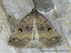 Phalaenostola hanhami