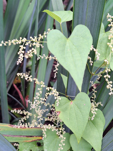 Dioscorea sinuata (Dioscorea sinuata)