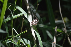 Dynamine postverta mexicana