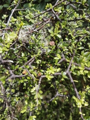 Pittosporum divaricatum
