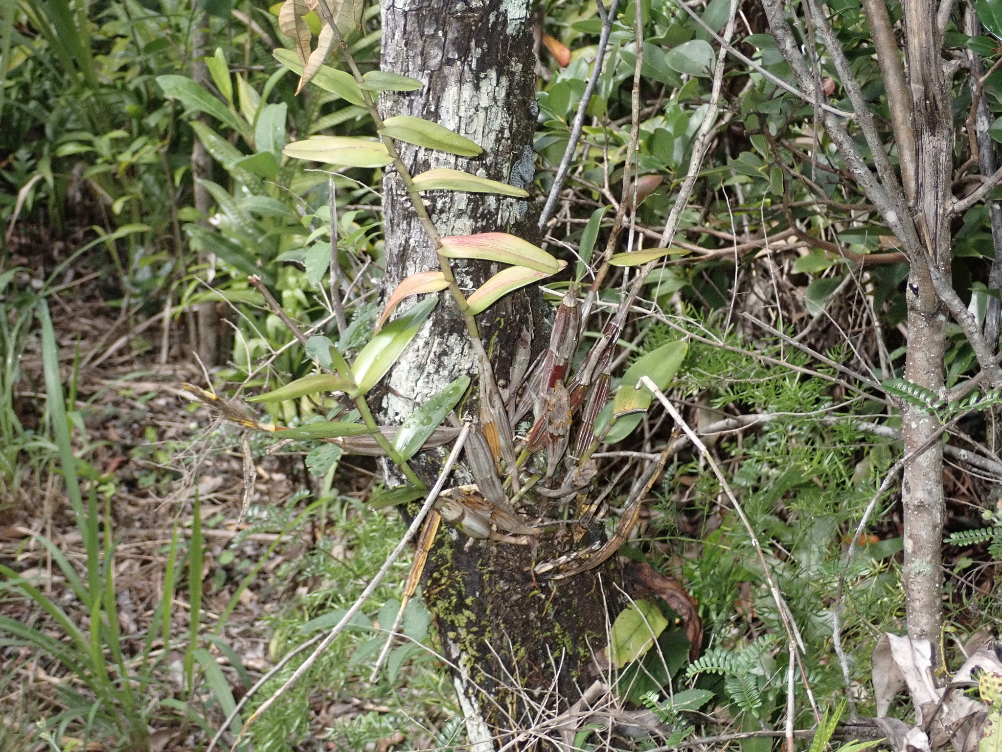 Imagem de Pomba-de-espírito-santo