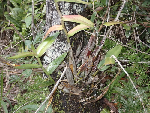 Dendrobium crumenatum observed 2025-02-14