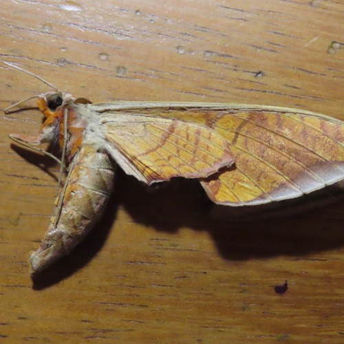 Streaked Sphinx (Protambulyx strigilis)