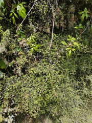 Pittosporum divaricatum