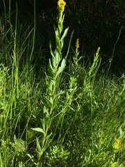 Solidago elongata
