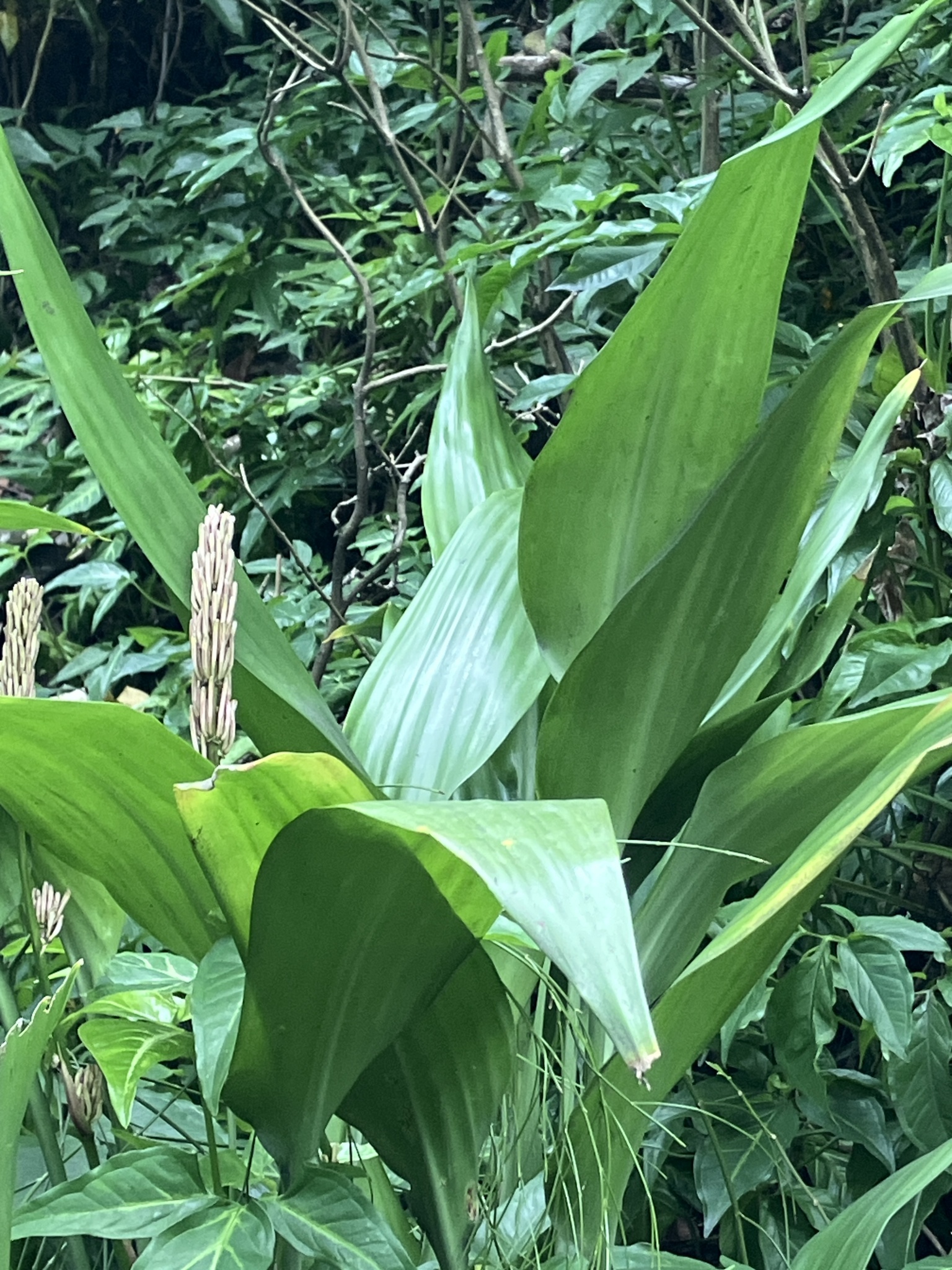 Imagem de Dracena