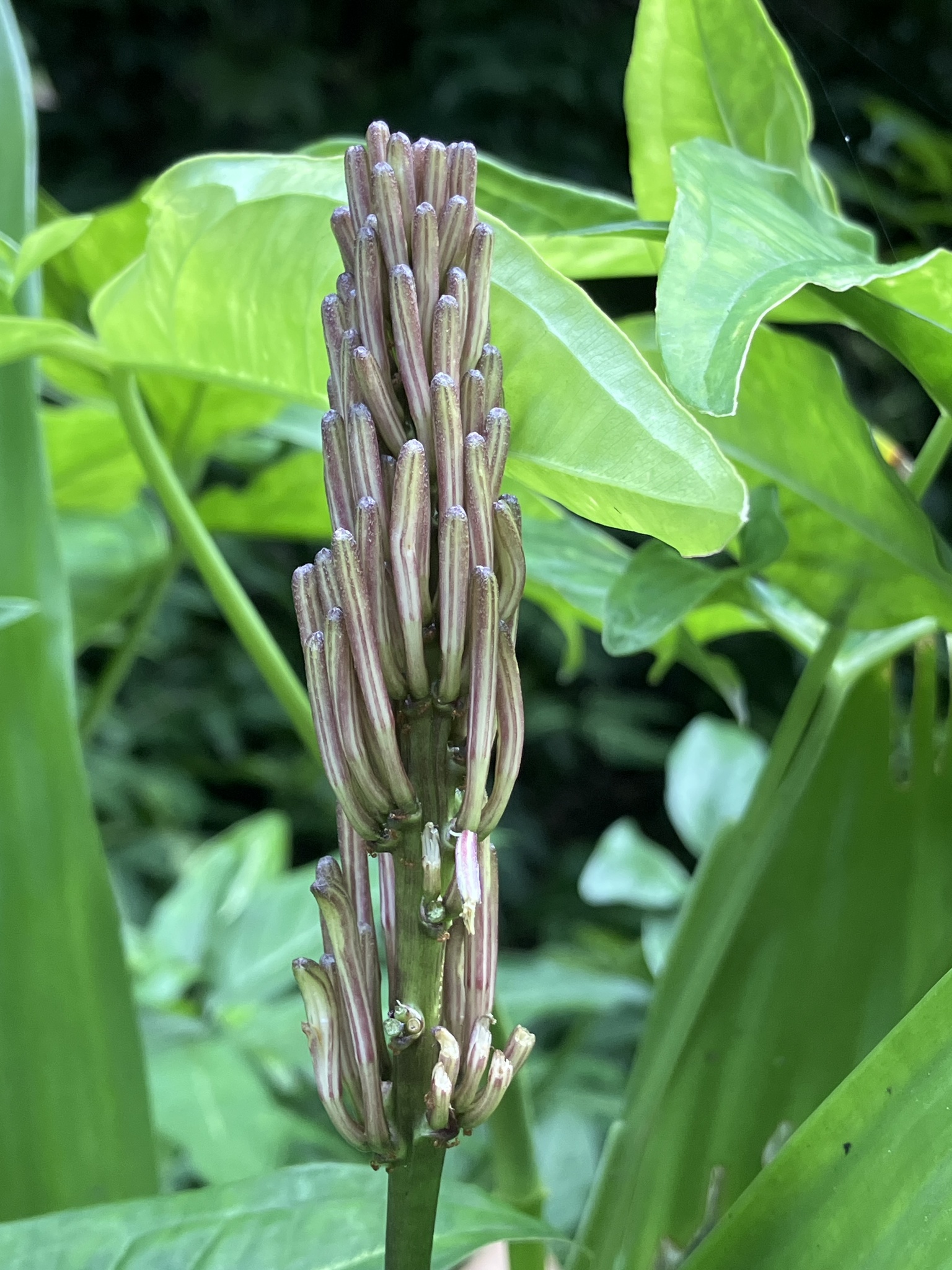 Imagem de Dracena