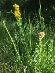 Solidago elongata