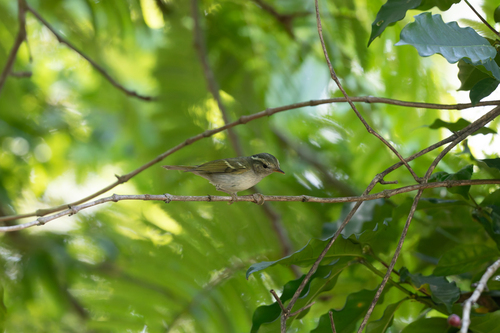 Claudia's Leaf Warbler (Phylloscopus claudiae), photo 10