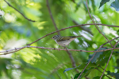 Claudia's Leaf Warbler (Phylloscopus claudiae), photo 10
