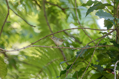 Claudia's Leaf Warbler (Phylloscopus claudiae), photo 4