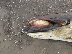Balaenoptera bonaerensis