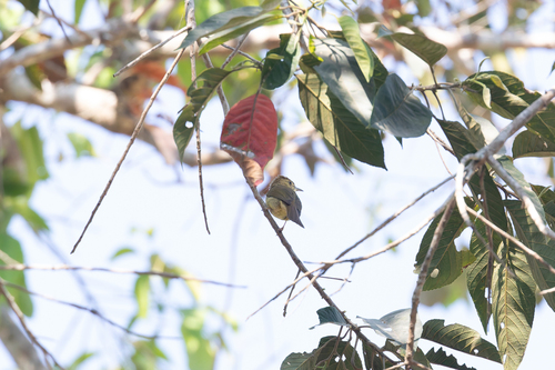 Olive Bulbul (Iole viridescens), photo 9