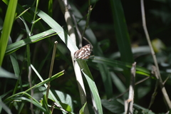 Dynamine postverta mexicana