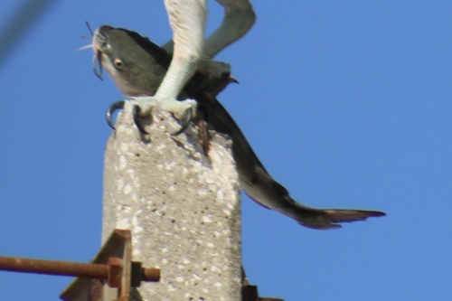Hardhead Catfish, Skyway Bridge Trail, Saint Petersburg, FL, US, photo 9 of 10