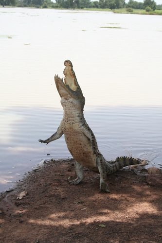 West African Crocodile