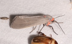 Pygarctia murina