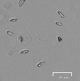 Pycnoporellus alboluteus