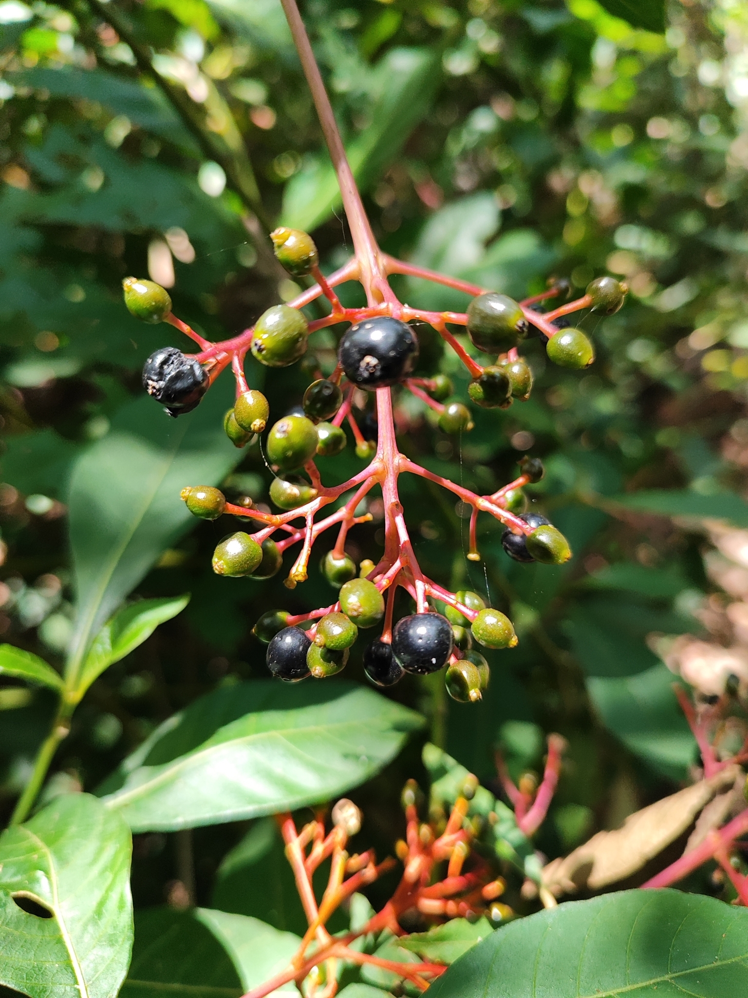 Palicourea croceoides