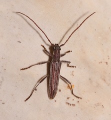Aneflus levettei