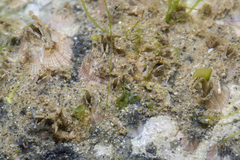 Amphibalanus reticulatus