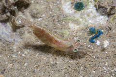 Nikoides