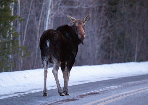 Moose photographed in Minnesota