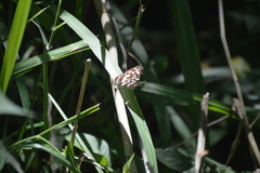 Dynamine postverta mexicana