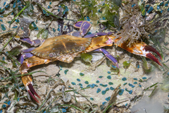 Charybdis hellerii