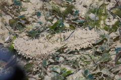 Holothuria albiventer image