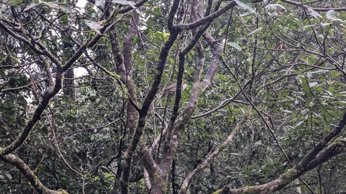 Rufous-crowned Laughingthrush (Pterorhinus ruficeps), photo 7